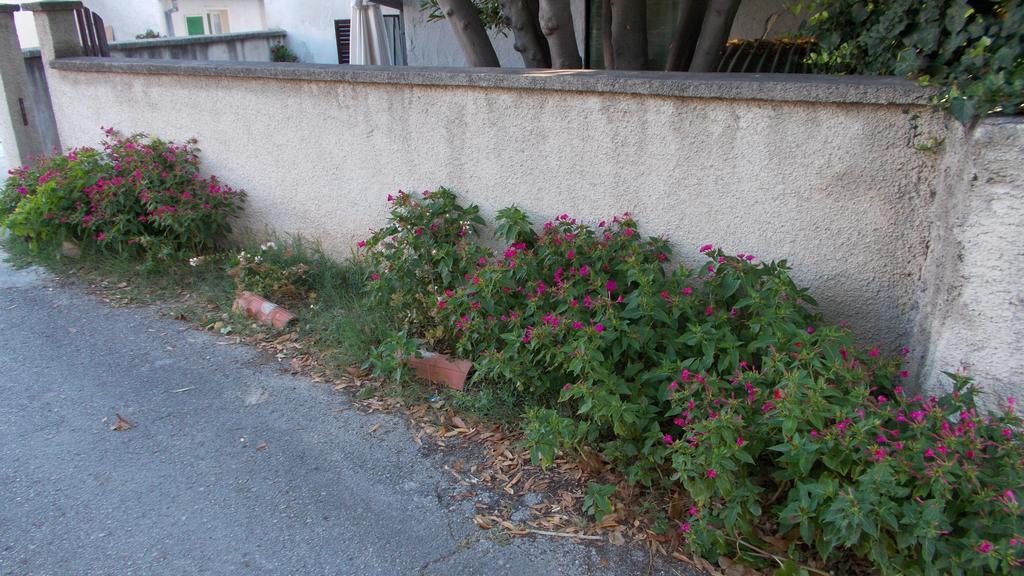 Guest House Accommodation Rupine Premantura Exterior photo